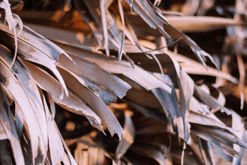 Close up photo of palm tree dry leaves receiving evening light