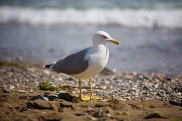 Seagull walks along the seashore