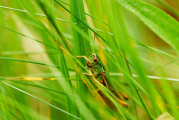Grasshopper hidden in grass