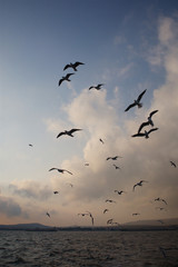 A flock of birds seagulls