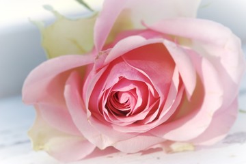 Fototapeta na wymiar Pink Rose Close Up Light