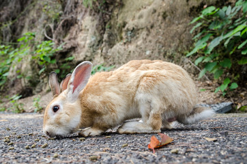 Wild rabbits at Okunoshima island. Japan