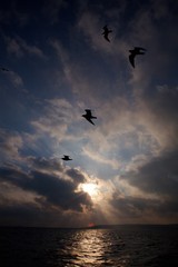 A flock of birds seagulls