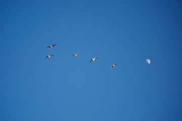A flock of birds seagulls flying against a blue sky.