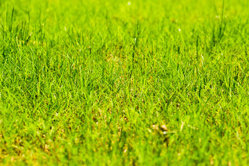 Fresh Spring Grass Background