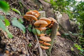 Velvet Shank (Flammulina velutipes) mushrooms growing on wet tree trunk