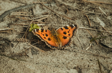 butterfly