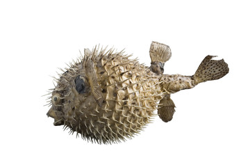hedgehog fish isolated on white background