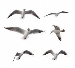 Obraz premium Set Of Six Flying Seagulls Isolated On White Background