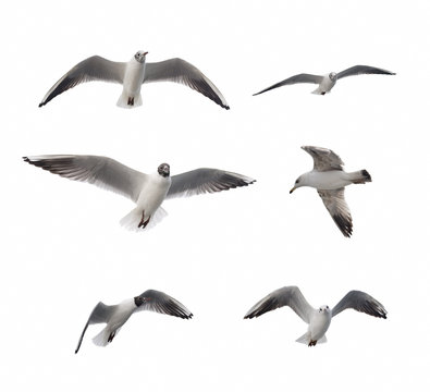Set Of Six Flying Seagulls Isolated On White Background