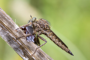 mosca asesina