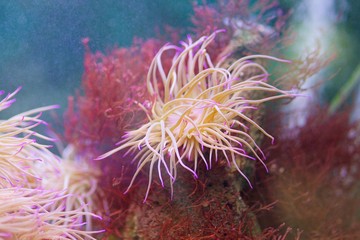 Naklejka na ściany i meble A beautiful sea anemone living in the aquarium