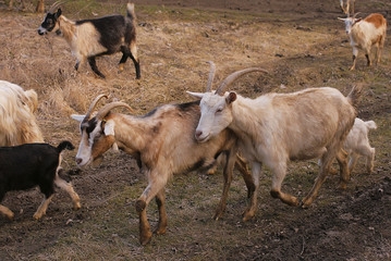 Naklejka na ściany i meble a domestic goat in the natural environment.