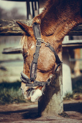 DODO CHEVAL  © Temanu