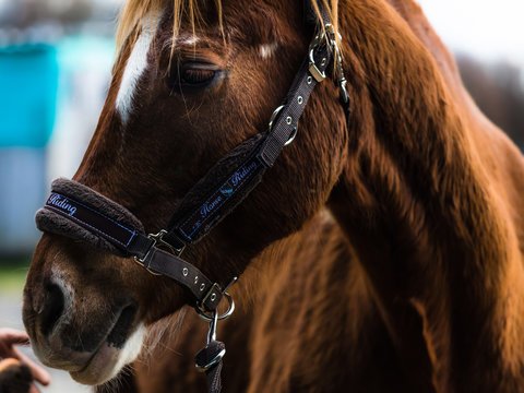 t&ecirc;te de cheval