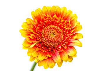 närbild på en orange gerbera blomma isolerat mot vitt