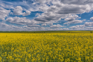 Yellow oil rape seeds in bloom. Field of rapeseed - plant for green energy