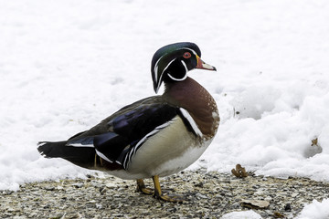 wood duck 2