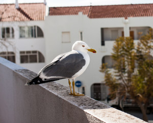 The seagull near the ocean in Portugal