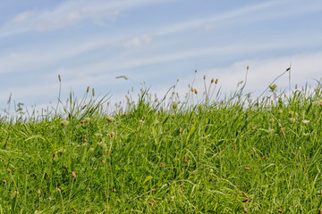 Tall green grass on a blue sky