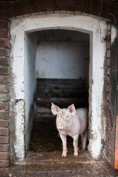happy pig coming out of the pigsty. ecological breeding, humanitarianism