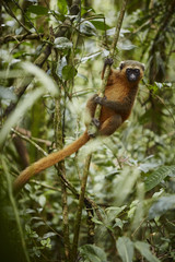 Fototapeta premium Złoty bambusowy lemur w dżungli Ranomafana National Park Madagaskar