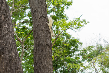 Fototapeta premium リス・木・緑・自然・公園