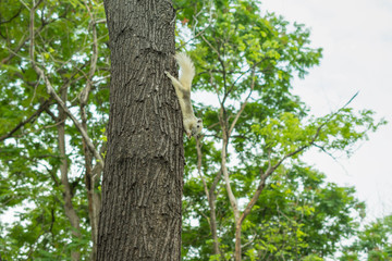 リス・木・緑・自然・公園