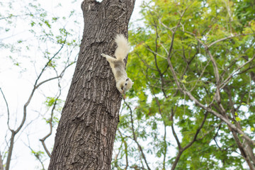 リス・木・緑・自然・公園