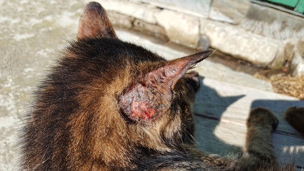 Ear feline sporotrichosis