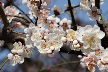 見頃の梅の花