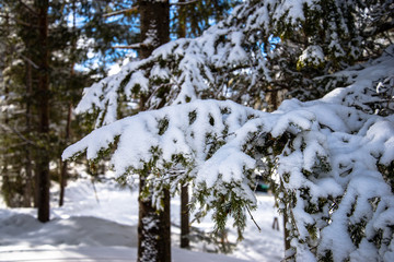 Closeup photo of a snowy branch of a tree