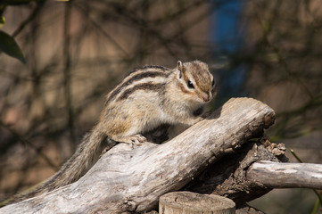 枝に登るシマリス