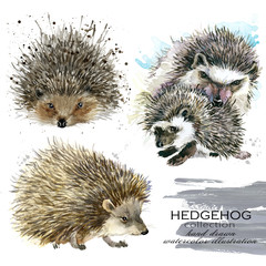 hedgehog hand drawn watercolor illustration set.