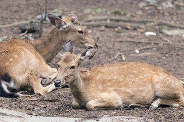 Deers lying down on the ground