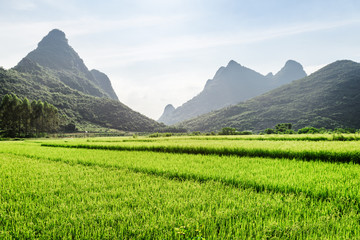 Obraz premium Summer landscape at Yangshuo County of Guilin, China
