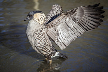 Nene goose (Branta sandvicensis) also known as Hawaiian goose which is now an endangered species found on the  Hawaiian Islands