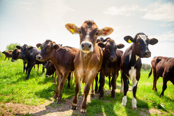 Ayreshire cattle at pasture in Southern England UK © Dmitry Naumov