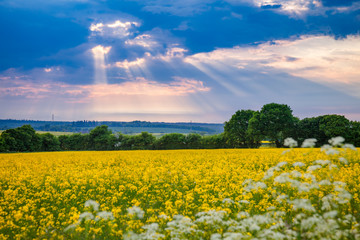 Dramatic sky over oilseed rape field Kent Southern England UK
