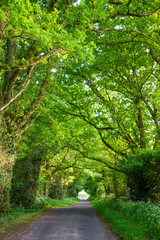 Oak tree alley in Southern England