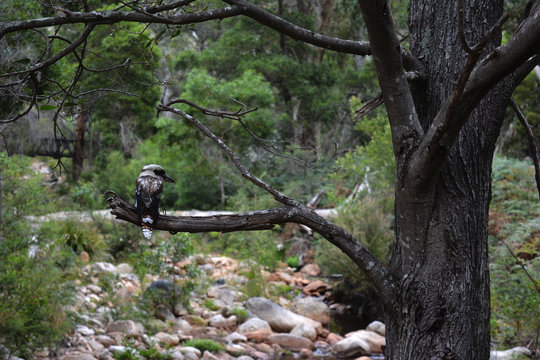Kookaburra sitting on a tree branch