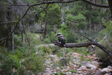 Kookaburra sitting on a tree branch above a river bed