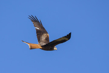 Red Kite (Milvus milvus) with spread wings in flight with a blue sky background