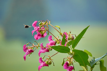 Biene im Anflug auf Drüsiges Springkraut