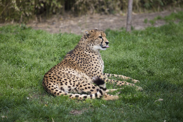 African Cheetah resting in nature, South Africa