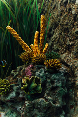 corals in the aquarium