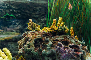 corals in the aquarium