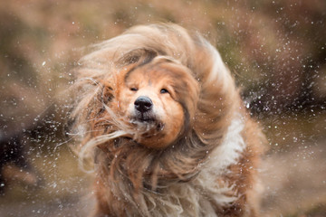 Sch&uuml;ttender Collie