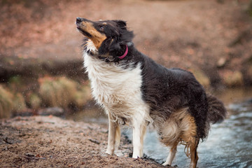 Sch&uuml;ttelhund im Wasser