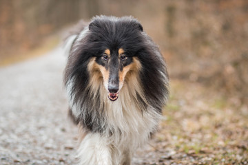 Dog portrait Rough Collie